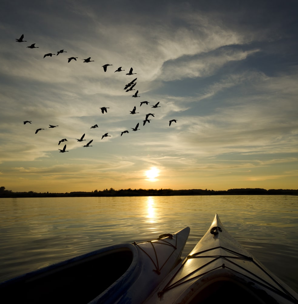 Vögel im Sonnenuntergang am See
