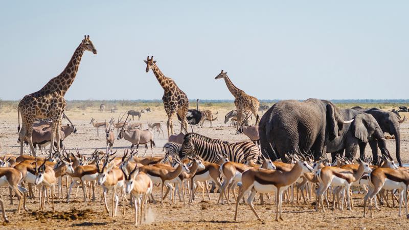 Etosha Nationalpark