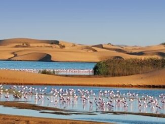 Pelican Point Valvis Bay Namibia